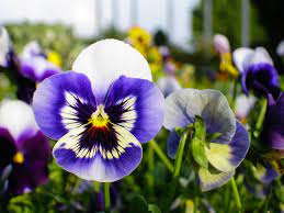 Pansies Edible Flower Garden Autumn Garden Pansies