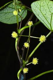 Image result for Menispermaceae