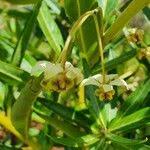 Image result for Gomphocarpus semilunatus