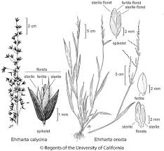 Image result for Ehrharta erecta