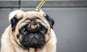 These companies provide plans that cover unexpected illnesses or injuries and prevent difficult financial decisions when your pet needs help. Dogs And Owners May Share Resemblance In Diabetes Risk Diabetes The Guardian