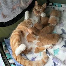 How To Care For A Mama Cat Kittens Kitten Lady