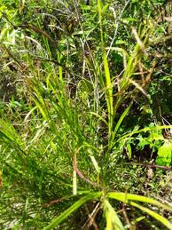 Image result for Hyparrhenia rufa