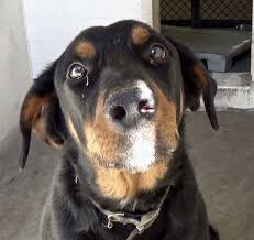 Pin On Love Is A F O U R Legged Word