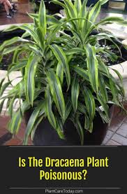 Is The Dracaena Plant Poisonous Or Toxic Dracaena Plant Plants Easy Plants To Grow