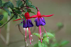 Purple is closely associated with violet. Fuchsia Lady S Eardrop A To Z Flowers