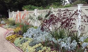 Scenes From A Garden Design Of Mine For Clients In Atherton Definitely Having Fun With Succulents And Tweaking The Norms Of An Atherton Front Garden Drought Tolerant Garden Garden Design Succulents