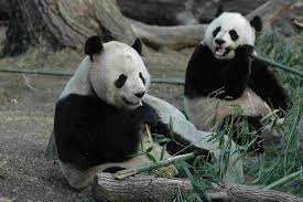 From traditional pets like dogs, cats, and rabbits to wild animals like zebras, walruses, and meerkats, wildlife art can enchant almost anyone. 10 Cool Animals At The National Zoo