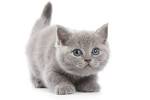 White British Shorthair Blue Eyes