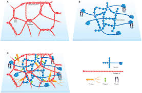 Dirk breitkreutz, isabell koxholt, kathrin thiemann, roswitha nischt, skin basement membrane: Basement Membranes In Development And Disease Abstract Europe Pmc