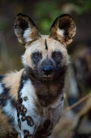 Facts About Africas Wild Dogs Wilderness Safaris