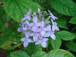 Image result for Panicum graciliflorum