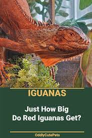 How Big Does A Red Iguana Get In 2021 Iguana Iguana Care Green Iguana