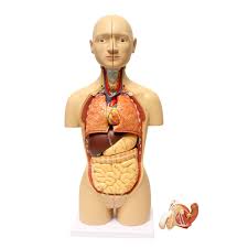 Anatomical position and body planes. Monmed Human Torso Model 17 Inch Human Body Model Removable Organs Walmart Com Walmart Com