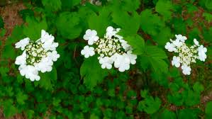 An antique selection that originated in europe in the mid 1800' s. Highbush Cranberry Not A True Cranberry Cooperative Extension Cranberries University Of Maine Cooperative Extension