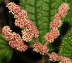 Image result for Pilea johnstonii