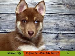 8 wks old, vaccinated & vet checked. Gerberian Shepsky Dog Female Brown And Apricot 2919072 Petland Oklahoma City Tulsa