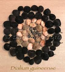 Image result for Dialium guineense