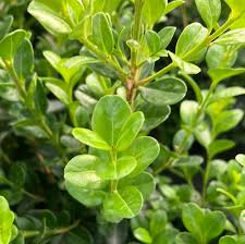 Image result for Buxus