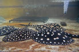 Ikan hias air tawar yang satu ini cukup mudah ditemukan di indonesia. Penternakan Ikan Pari Air Tawar Sebagai Produk Ekonomi Kreatif Buletin Mutiara