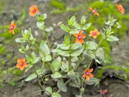 Image result for Anagallis kochii