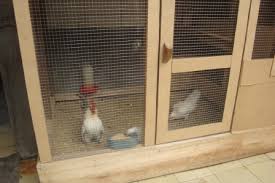 Jenis ayam petelur ras sendiri di bagi menjadi dua kelompok,yaitu ayam yang memiliki telur ringan dan ayam yang memiliki tingkat telur medium.sesuai penjelasan di atas,tipe ayam ini adalah ayam. Konsep 33 Kandang Ayam Serama