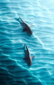 Ocean Beauty In 2020 Ocean Life Photography Marine Animals Ocean Creatures