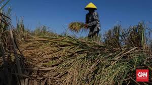 Sektor pertanian merupakan sektor ekonomi primer amatlah penting dari segi kepentingan sosial, ekonomi dan ekologi. Mentan Klaim Sektor Pertanian Tumbuh Di Era Corona