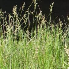 Image result for Eragrostis echinochloidea
