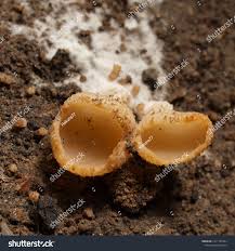 Image result for Humularia