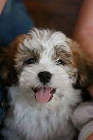 Teddy Bear Puppy Shichon Teddy Bear Puppies Shichon Puppies Puppies