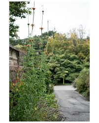 Image result for Leonotis nepetifolia