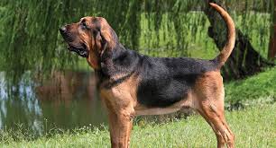 The basset is a scent hound that was originally bred for the purpose of hunting hare. Basset Hound Dog Breed Profile Petfinder