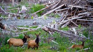 A habitat is a home ground or an environment in which an organism or group of species normally lives or occurs. Habitat Loss Fragmentation And Destruction