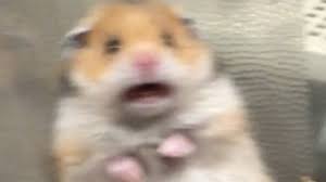 Scared Hamster Know Your Meme
