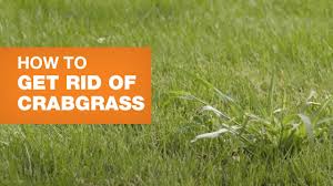 As previously mentioned, a healthy lawn prevents crabgrass from gaining a foothold. How To Get Rid Of Crabgrass Prevent Control The Home Depot Canada