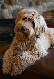 As A Combination Of Labrador And Poodle Parents The Labradoodle Is One Of The Most Popular Newer Breeds In The Wo Labradoodle Puppy Cute Dogs Labradoodle Dogs