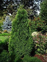Maybe you would like to learn more about one of these? Holmstrup Arborvitae 1 Arborvitae Evergreen Plants Trees To Plant