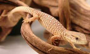 Baby Savannah Monitors Savannah Monitor Baby Reptile Cute Reptiles