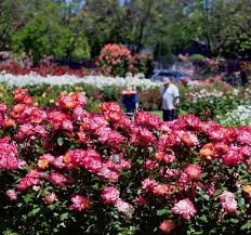 Come and see what inspires us! Mother S Day Picnic Spots In The Bay Area Stretchy Pants Com