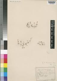 Image result for Marsilea coromandelina