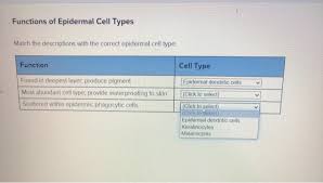It is made of four or five layers of epithelial cells, depending on its location in the body. Functions Of Epidermal Cell Types Match The Chegg Com