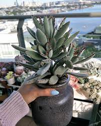 Move it outside during spring and summer, if desired, but provide protection from hot afternoon sun. Kalanchoe Tomentosa The Panda Plant Or Pussy Ears Succulent City