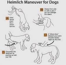 This Is How You Perform The Heimlich Manoeuvre On Your Dog