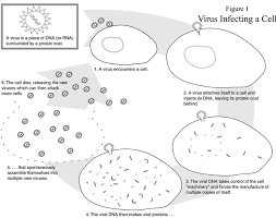 Cell inquire assignment through an open wound by being inhaled by being eaten through a bite by: Viral Hijackers Lesson Teachengineering