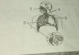Oksigen akan berdifusi masuk ke darah dalam kapiler darah yang menyelubungi alveolus. 12 Perhatikan Gambar Berikut Tempat Pertukaran Oksigen Dan Karbondioksida Terjadi Pada Bagian Brainly Co Id