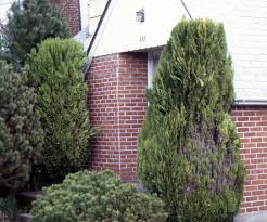 Image result for Vismia orientalis