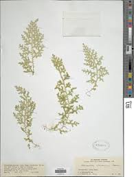Image result for Selaginella goudotiana