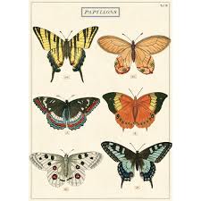 Details About Butterfly Chart French Papillons Vintage Style Poster Ephemera