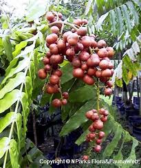 Image result for Lepisanthes